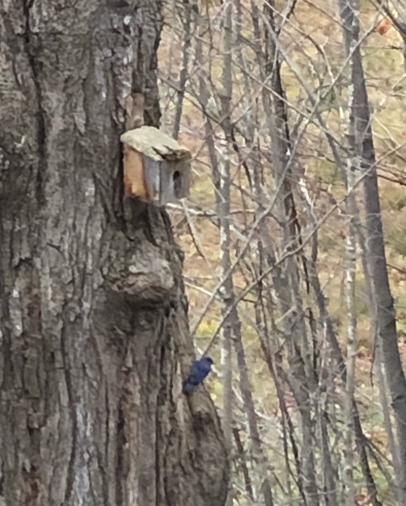 A Blue Bird